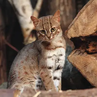 Rusty Spotted Cat for sale