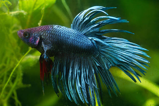 Betta Fish