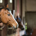 horse boarding