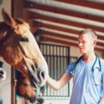 Cost to Care For a Horse