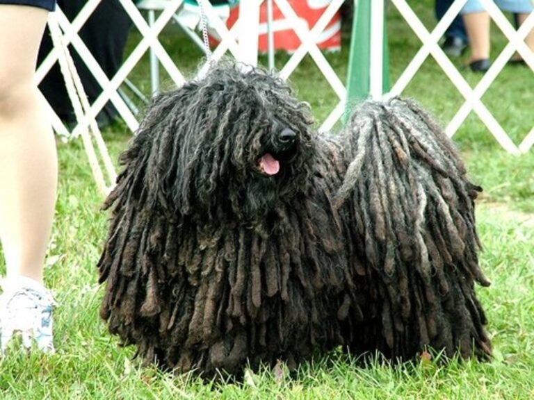 Ugly dog