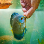 Plant-Eating Fish
