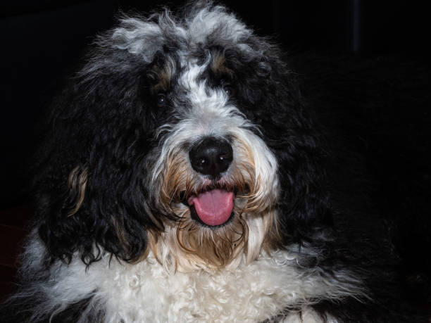 Responsible Bernedoodle