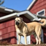 Kangal Dog