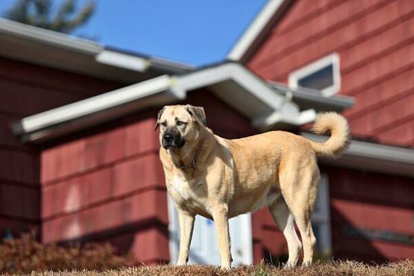 Kangal Dog