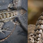 lizards found in Texas