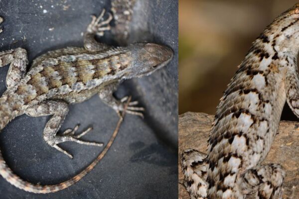 lizards found in Texas