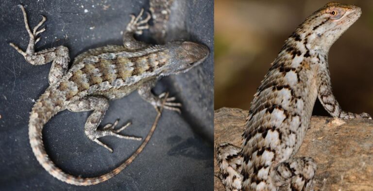 lizards found in Texas
