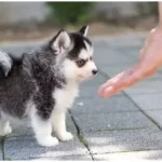 Pomsky