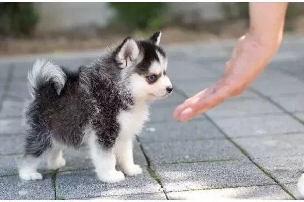 Pomsky