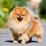 Can Dogs Eat Nutritional Yeast