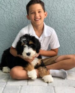 "7 Irresistible Traits of Brown Bernedoodle Puppies: Your Comprehensive