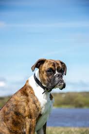 boxer dogs