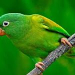 9 Top Green Parrots