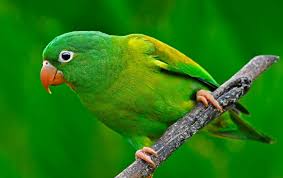 9 Top Green Parrots