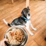 Fresh Pet Dog Food