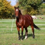 American Quarter Horse