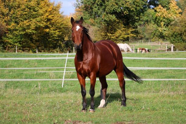 American Quarter Horse