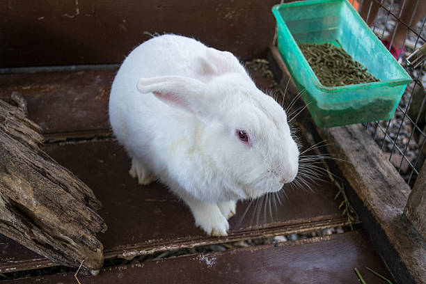 Pearl Rabbit