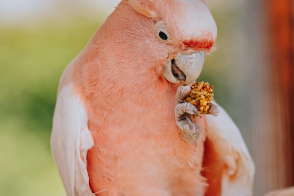 Best Parrot Food