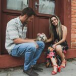 Full Grown Brindle Shih Tzu