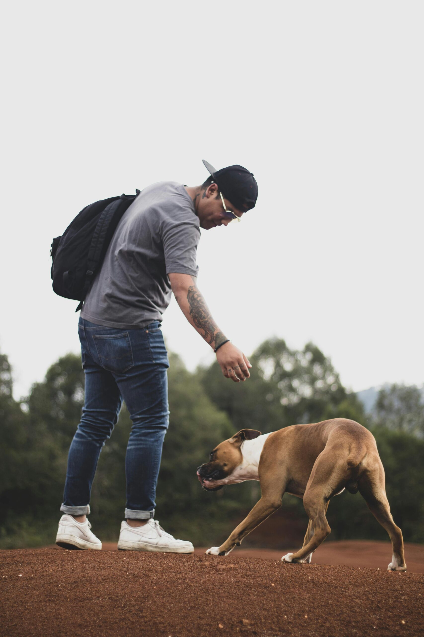 boxer dogs