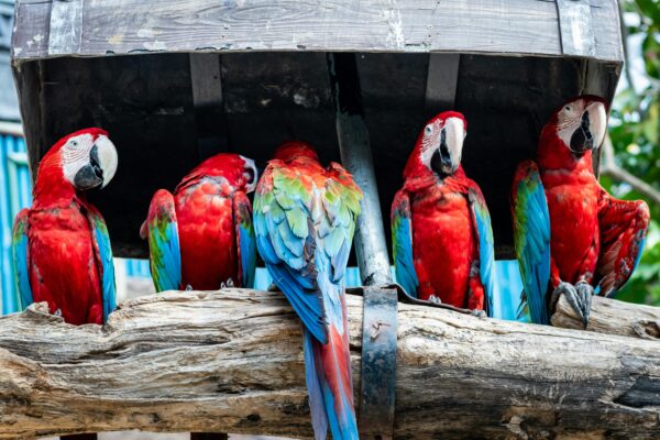 Best Friendly Pet Birds