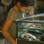 Axolotl