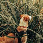 Toys for dogs to play alone