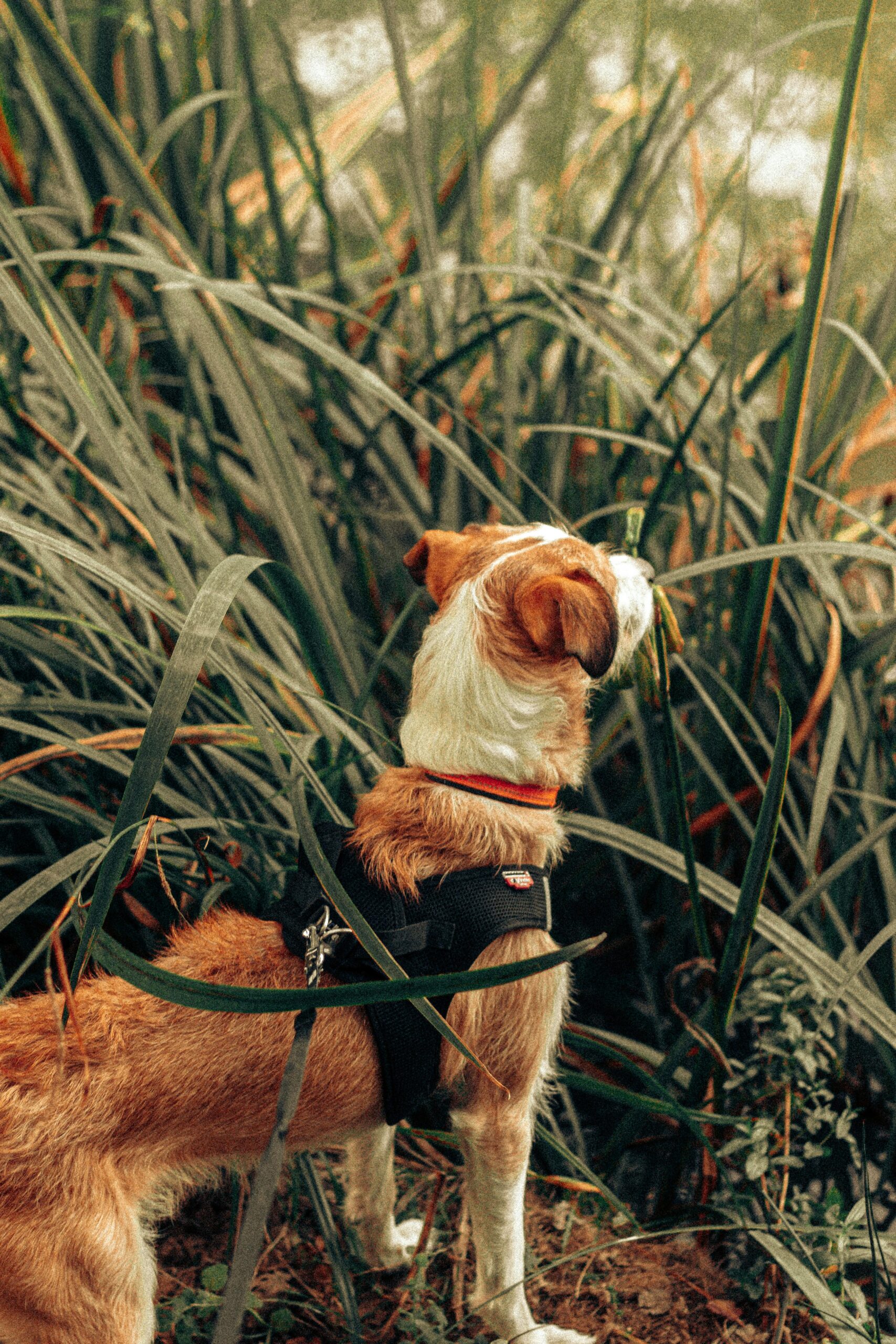 Toys for dogs to play alone