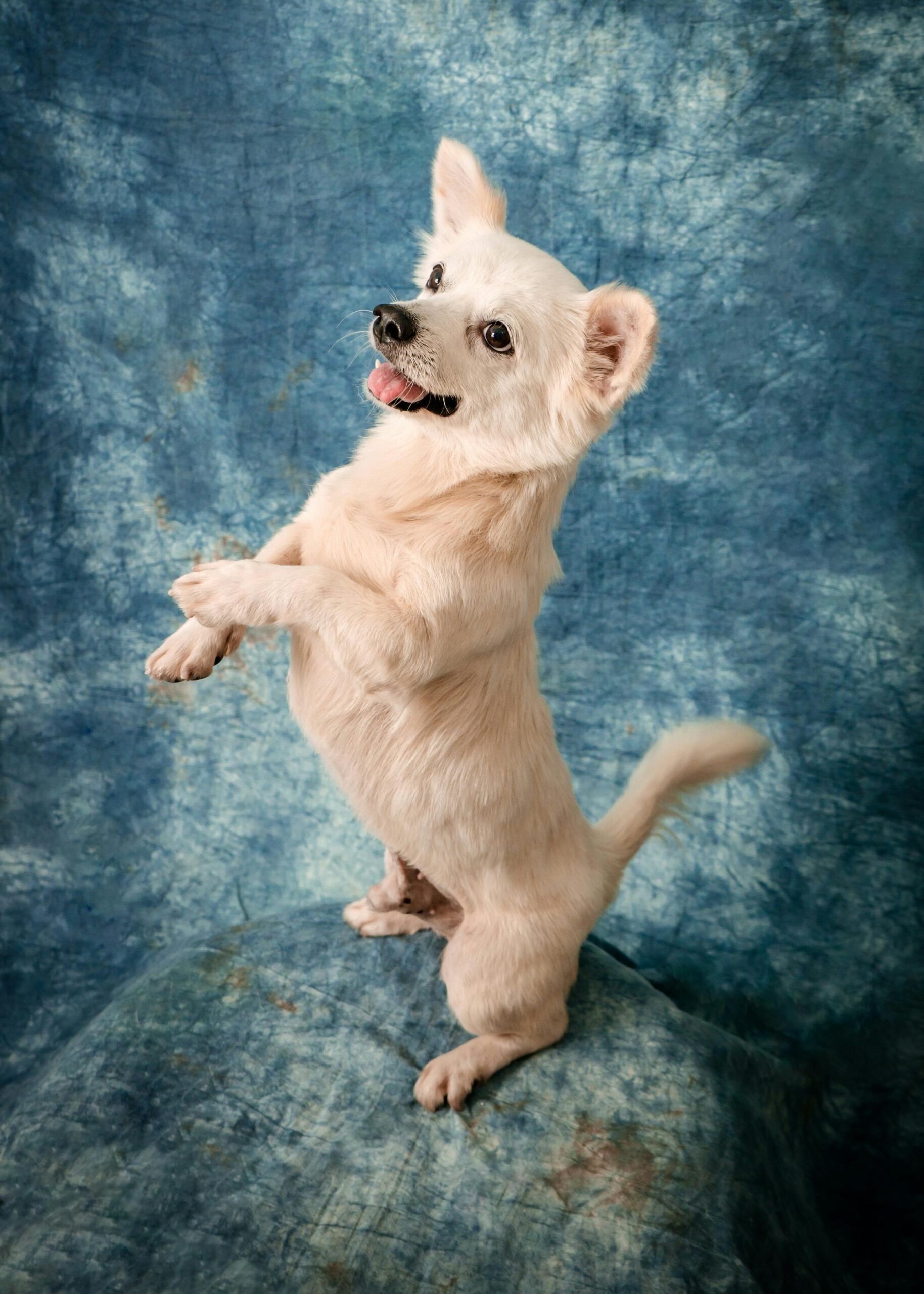 Dog Topknot