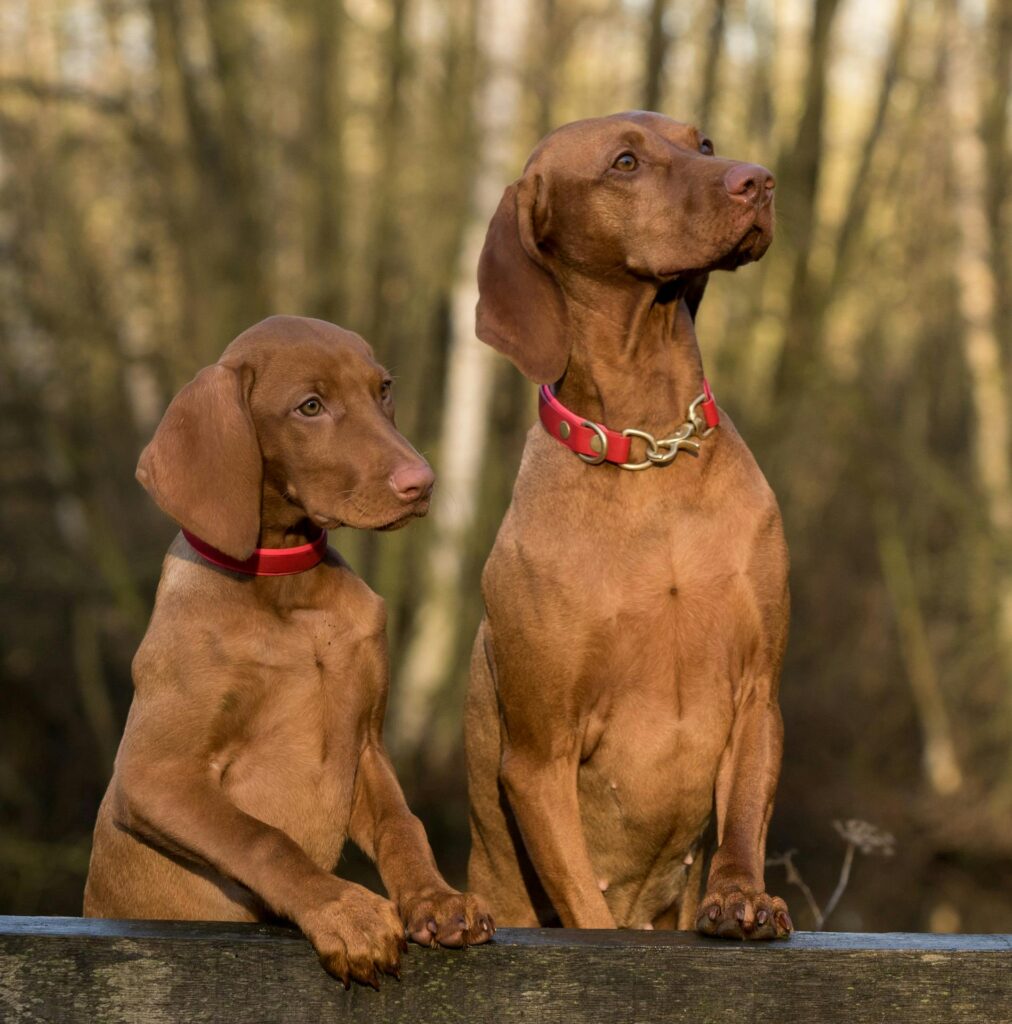 Understanding Dogs Having Sex: A Comprehensive Guide - petguider.com