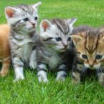 Cats with 6 Toes