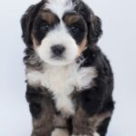 Brown Bernedoodle