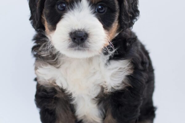 Brown Bernedoodle