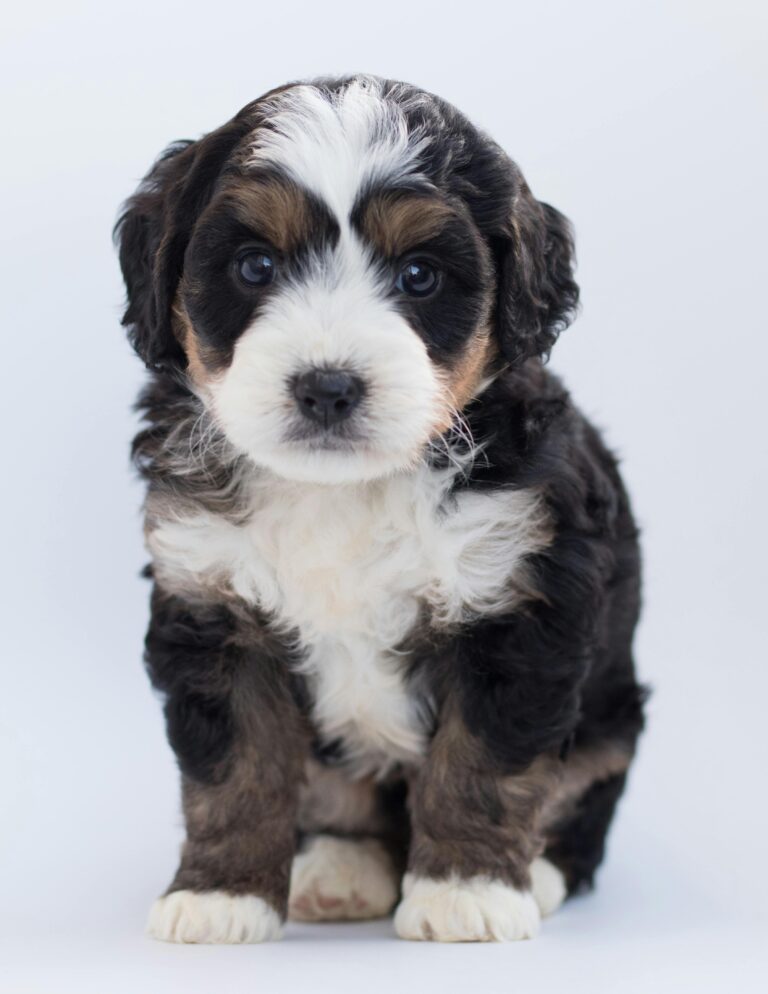 Brown Bernedoodle