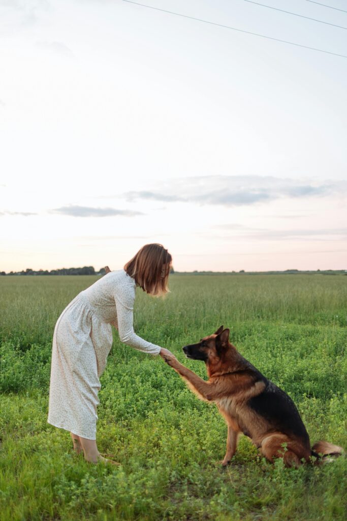 We are going to explore the fascinating world of German shepherd. Germán Shepherds are renowned for their intelligence, loyalty, and versatility.