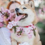 Responsible Dog Owners