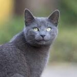 russian blue cat