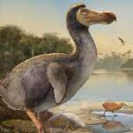 the Dodo Bird