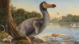 the Dodo Bird