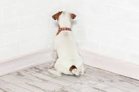 Dog Stares at Walls