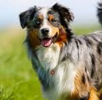 Australian Shepherd