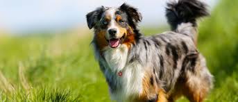 Australian Shepherd