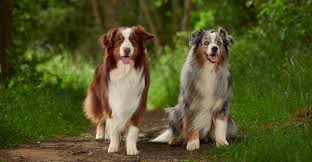 Australian Shepherd 