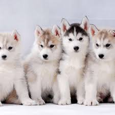 Black and White Huskies