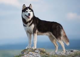 Siberian Huskies