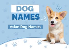Asian Pet Names