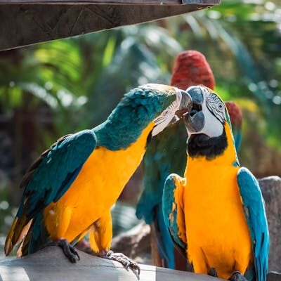 Parrots