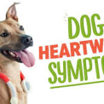 Heartworm Signs